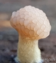 Tubifera microsperma