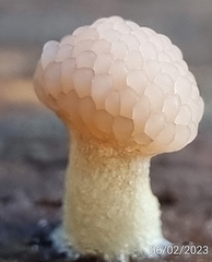 Tubifera microsperma