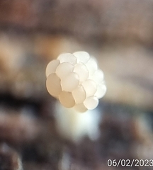 Tubifera microsperma