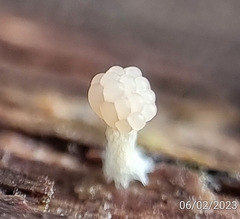 Tubifera microsperma