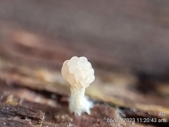 Tubifera microsperma