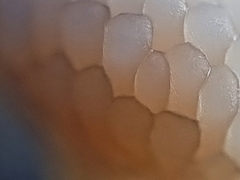 Tubifera microsperma