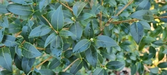 Osmanthus × burkwoodii