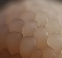 Tubifera microsperma