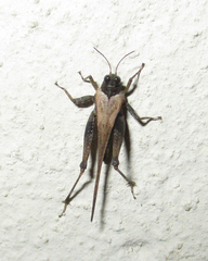 Tetrigoidea