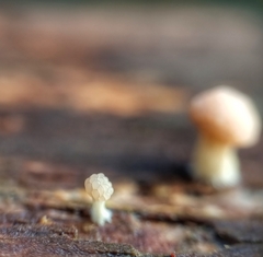 Tubifera microsperma