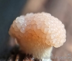 Tubifera microsperma