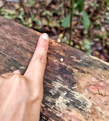 Tubifera microsperma