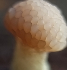 Tubifera microsperma