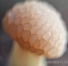 Tubifera microsperma