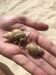 Clibanarius virescens