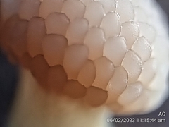 Tubifera microsperma