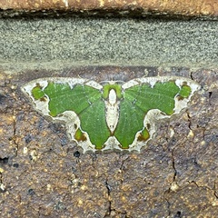 Eucyclodes insperata