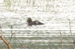 Melanitta stejnegeri