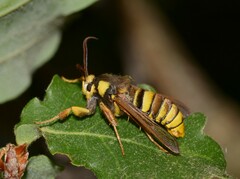 Sesia apiformis