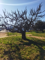 Ficus carica
