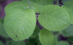 Amelanchier spicata