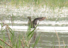 Melanitta stejnegeri