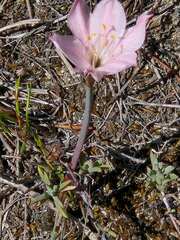 Cyrtanthus novus-annus