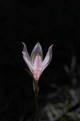 Cyrtanthus novus-annus