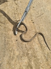 Hemachatus haemachatus