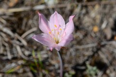 Cyrtanthus novus-annus