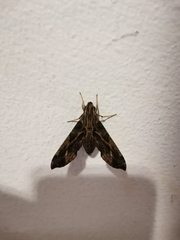 Eupanacra elegantulus