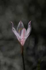 Cyrtanthus novus-annus