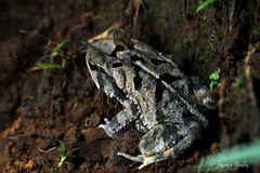 Incilius valliceps