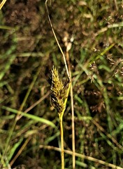 Carex leporina