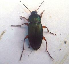 Poecilus lucublandus