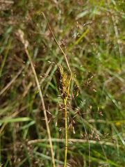 Carex leporina