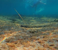 Fistularia commersonii