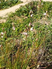 Asphodelus fistulosus