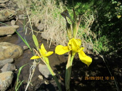 Moraea huttonii