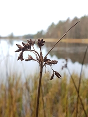 Schoenoplectus lacustris