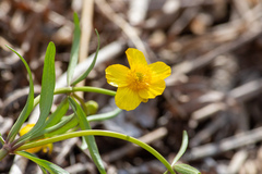 Ranunculus monophyllus