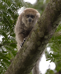 Plecturocebus donacophilus