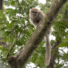 Plecturocebus donacophilus