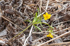 Ranunculus monophyllus