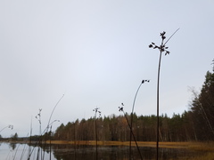 Schoenoplectus lacustris