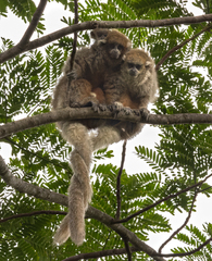 Plecturocebus donacophilus