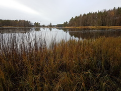 Schoenoplectus lacustris