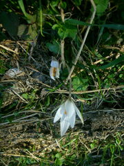 Crocus reticulatus