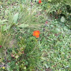 Pilosella aurantiaca