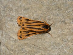 Setina aurita