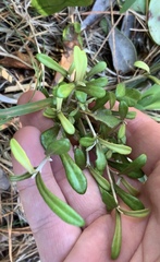Corokia