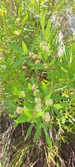 Metrosideros angustifolia