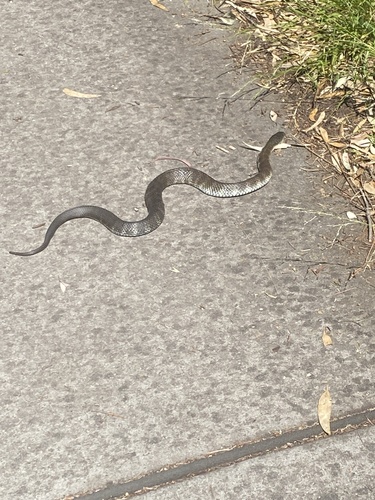 Eastern Tiger Snake sighting