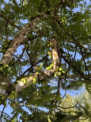 Averrhoa bilimbi
